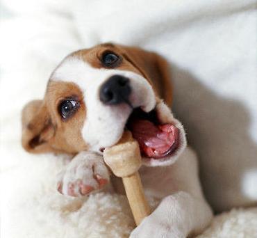 比格犬淋雨了怎么办？（宠物健康护理技巧，）