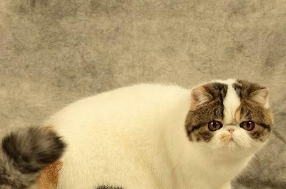 加菲猫和泰迪可以共处吗？（探究不同品种宠物的相处之道）