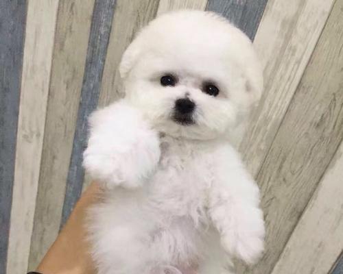 让你的比熊幼犬成长更健康——营养攻略（以成长期为关键期，为比熊幼犬提供适当营养）