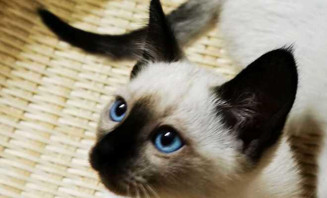 猫咪体重常识（多少斤才是正常？如何控制体重？）