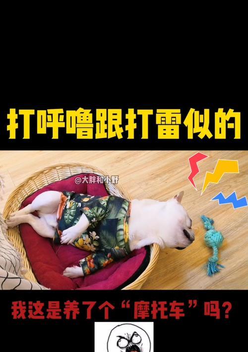 如何以呼名训练让宠物狗记住名字？（培养狗狗对名字的认知能力，让它成为听话的好伙伴）