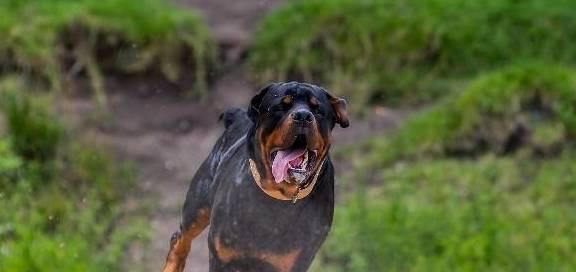 杜宾犬的健康喂养秘诀（从宠物角度出发，让你的杜宾犬健康成长）