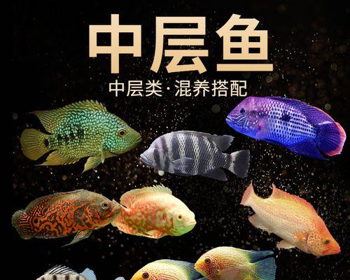 德州豹的饲养方法（如何养护健康的德州豹）