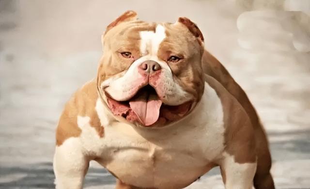 如何正确饲养恶霸犬（关爱恶霸犬，从细节开始）