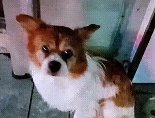 狗狗遭遇车祸，应该怎么办？（宠物犬受伤后的应急措施及治疗方法）
