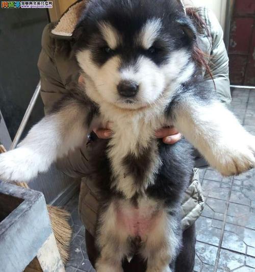 如何训练你的阿拉斯加幼犬（从宠物到忠实的伙伴，了解幼犬训练的关键诀窍）