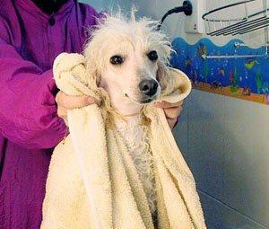 为您的爱犬打造完美美容体验（掌握这些技巧，让狗狗成为最美的宠物之一）