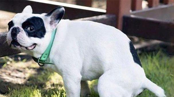 如何治疗宠物犬的便秘？（以治疗狗狗便秘的原则为指导，为宠物犬提供有效的缓解方法。）