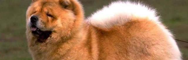 如何帮助宠物松狮犬应对感冒（教你应对宠物松狮犬感冒的方法，让你的宠物健康快乐）