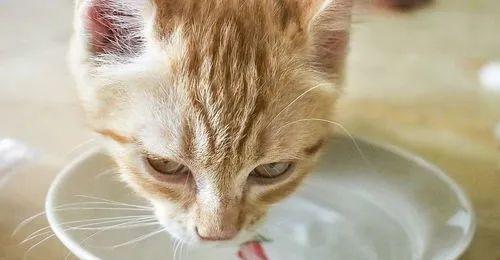 如何让你的猫咪主动喝水（解决猫咪喝水问题的有效方法）