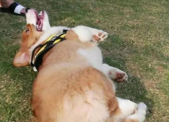 如何训练你的柯基犬跳跃（宠物训练秘诀，让你的柯基犬跳跃更灵活）