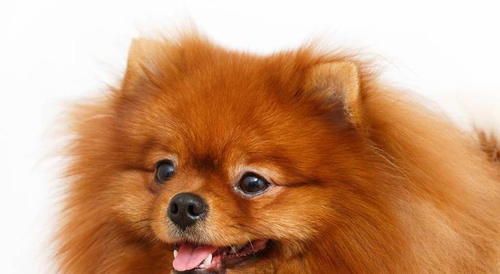 让你的博美犬不再挑食（从宠物健康角度出发，一起探讨博美犬不挑食的解决方案）