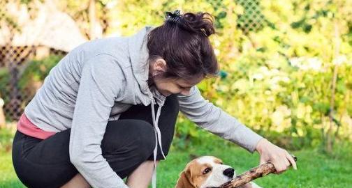 如何应对比格犬精力旺盛的问题（掌握这些技巧，让你的宠物健康快乐成长）