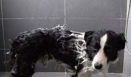 如何正确给宠物犬洗澡（让你的爱犬变得更健康和愉快）