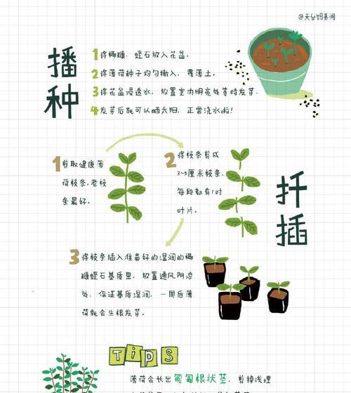 荷叶陆龟的全面饲养指南（掌握正确的饲养方法，让荷叶陆龟健康成长）