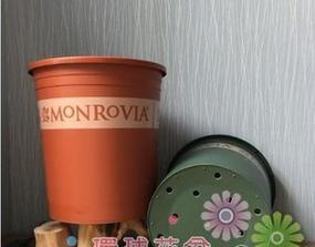 如何正确饲养蒙罗维亚吊（掌握关键技巧，让蒙罗维亚吊健康成长）