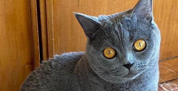 斯可可猫的饲养指南（宠爱从细节开始——打造健康可爱的斯可可猫）