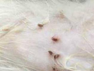 狗狗身上有跳蚤怎么办？（以宠物为主，让宠物健康美丽）