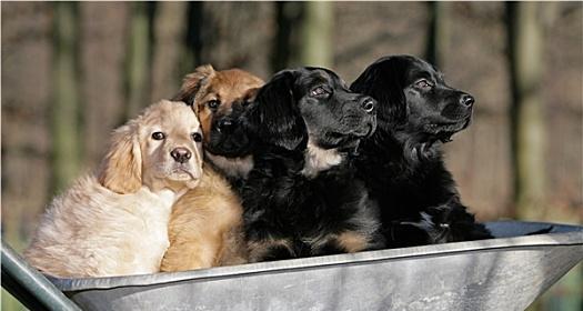 喂养大丹犬仔犬的完全指南（宠物爱好者必看，让你的大丹犬健康成长）