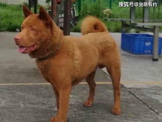 以笔尾树鼠为宠物的饲养方法（了解笔尾树鼠的特点和习性，让你成为优秀的宠物家长）