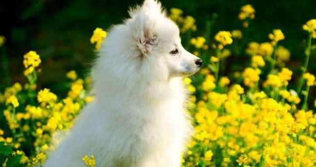 芬兰狐狸犬的饲养方法（让你的芬兰狐狸犬健康快乐成长）