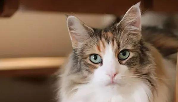 苏格兰折耳猫的饲养方法（专业指南，让你成为完美的猫妈妈/猫爸爸）