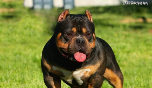 如何科学饲养恶霸犬（打造健康、友善的犬宠）