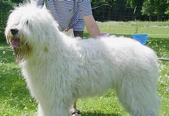 养护俄罗斯南部牧羊犬，让它成为优秀的守卫犬（俄罗斯南部牧羊犬饲养的注意事项）