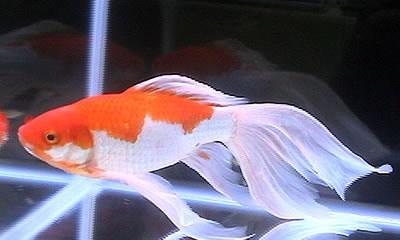 红白草金鱼饲养指南（打造美丽宠物水族馆，让金鱼健康快乐成长）