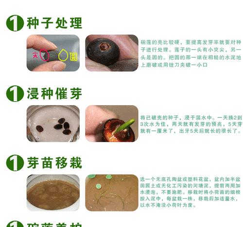 荷叶陆龟的饲养指南（如何科学饲养荷叶陆龟，让它们健康成长）