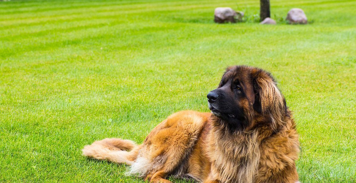 兰伯格犬饲养指南（如何正确饲养一只健康的兰伯格犬）