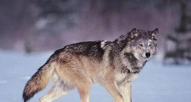 欧亚大陆犬的饲养全攻略（宠物爱好者必知的养犬技巧）