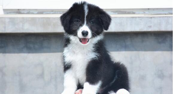 安娜图牧羊犬的全面饲养指南（了解饲养安娜图牧羊犬的方法和技巧，让你成为合格的主人）