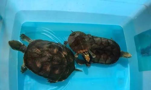 欧洲泽龟的饲养指南（了解如何照顾你的欧洲泽龟）