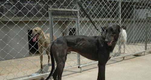 格力犬的饲养方法（了解适合格力犬的饮食、锻炼及日常护理）