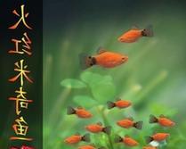斑马贝的饲养方法（了解斑马贝的生活习性，让它们在家中健康成长）