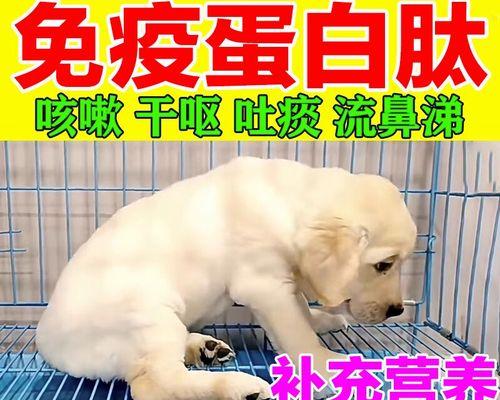 宠物拉肚子要注意什么？怎样治疗最安全？（宠物拉肚子要注意什么？怎样治疗最安全？）