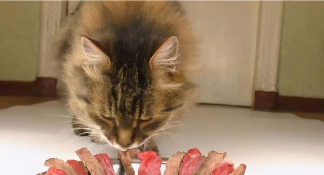 猫咪食物名字大全——让您的爱猫美味满足（吃货猫咪的福音，15种猫咪食物名字大全，快来选购吧！）