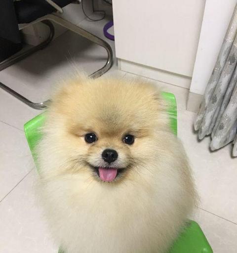 博美托运回来的注意事项（让你的狗狗安全、舒适、健康地回家）