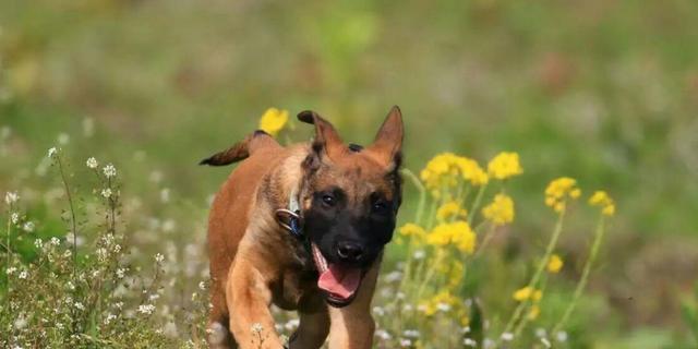 如何养护马犬（宠爱你的马犬从细节开始）