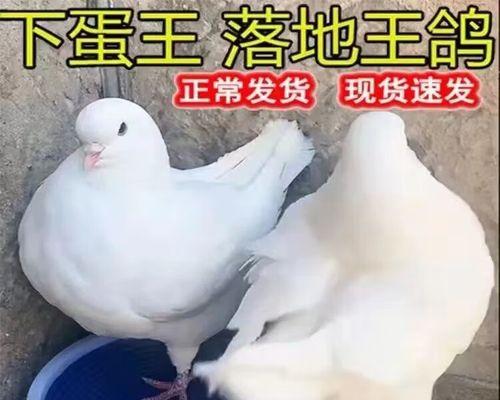 白王鸽的饲养方法（养殖白王鸽，关键在这几点）
