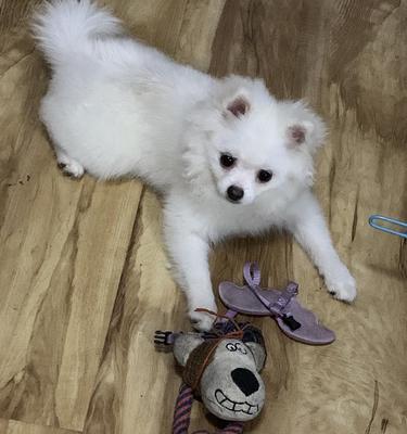 如何科学地管理宠物博美犬的成长（让您的博美犬健康快乐成长，主人和宠物的生活更加美好）