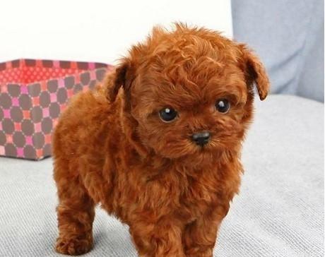 泰迪犬的智商有多高？（探寻泰迪犬与其他宠物相比的聪明程度，真相惊人！）
