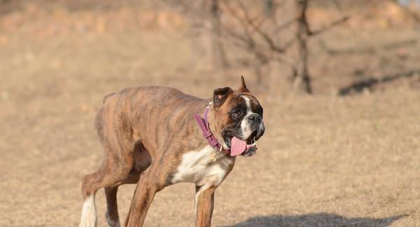 如何选择一只合适的拳师幼犬作为宠物？（以健康、性格和训练为重点，打造最佳拳师宠物。）