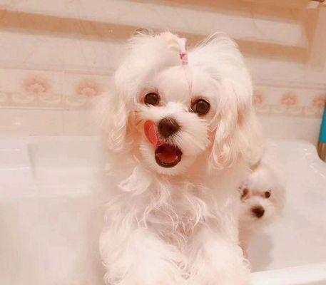 揭秘马尔济斯犬掉毛的原因（宠物主人必读，从根源解决掉毛问题！）
