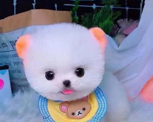 如何正确养护你的茶杯犬（从喂养到训练，全面指南教你养好茶杯犬）