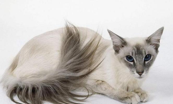 ChoosingthePerfectEnglishNameforYourFelineCompanion（TipsandIdeasforNamingYourCat）