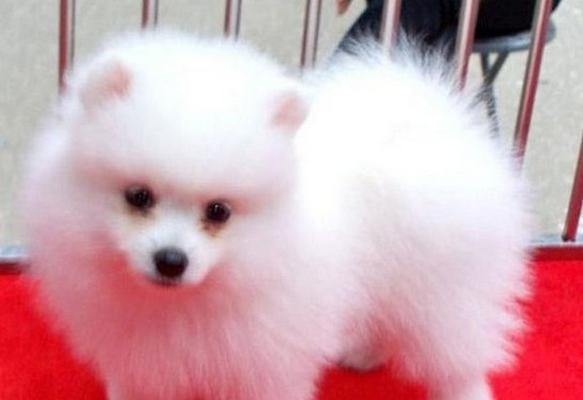 博美幼犬的外貌和特征（探寻博美幼犬的可爱之处）