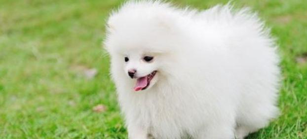 成年博美犬早起饮食攻略（早起犬主必知，健康早餐什么最适合？）