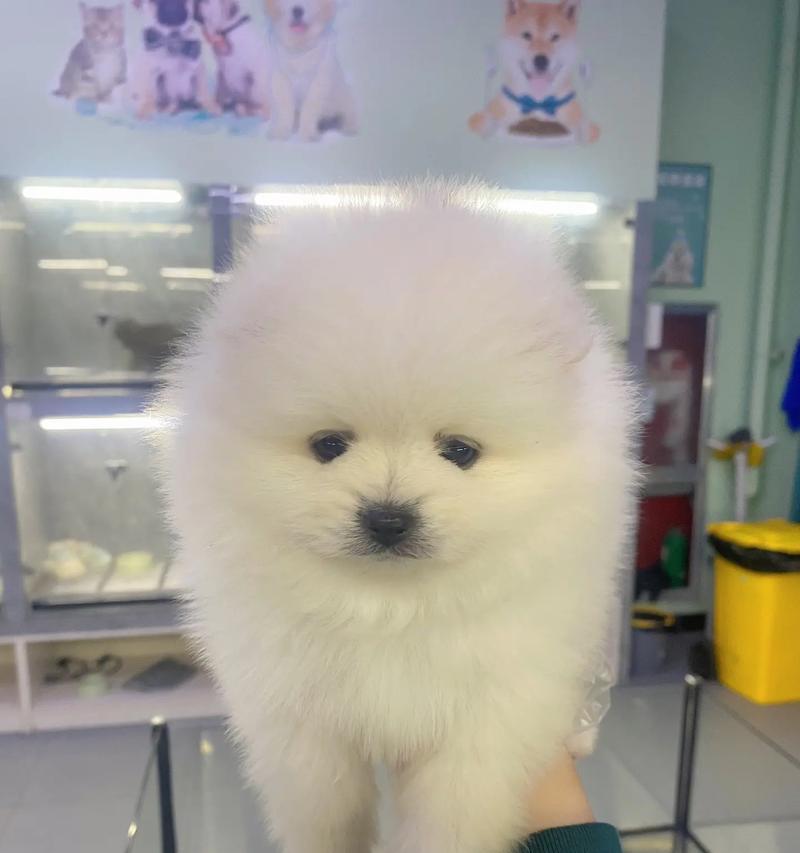 博美是否算短鼻狗？（探究博美的鼻子长度和特征）